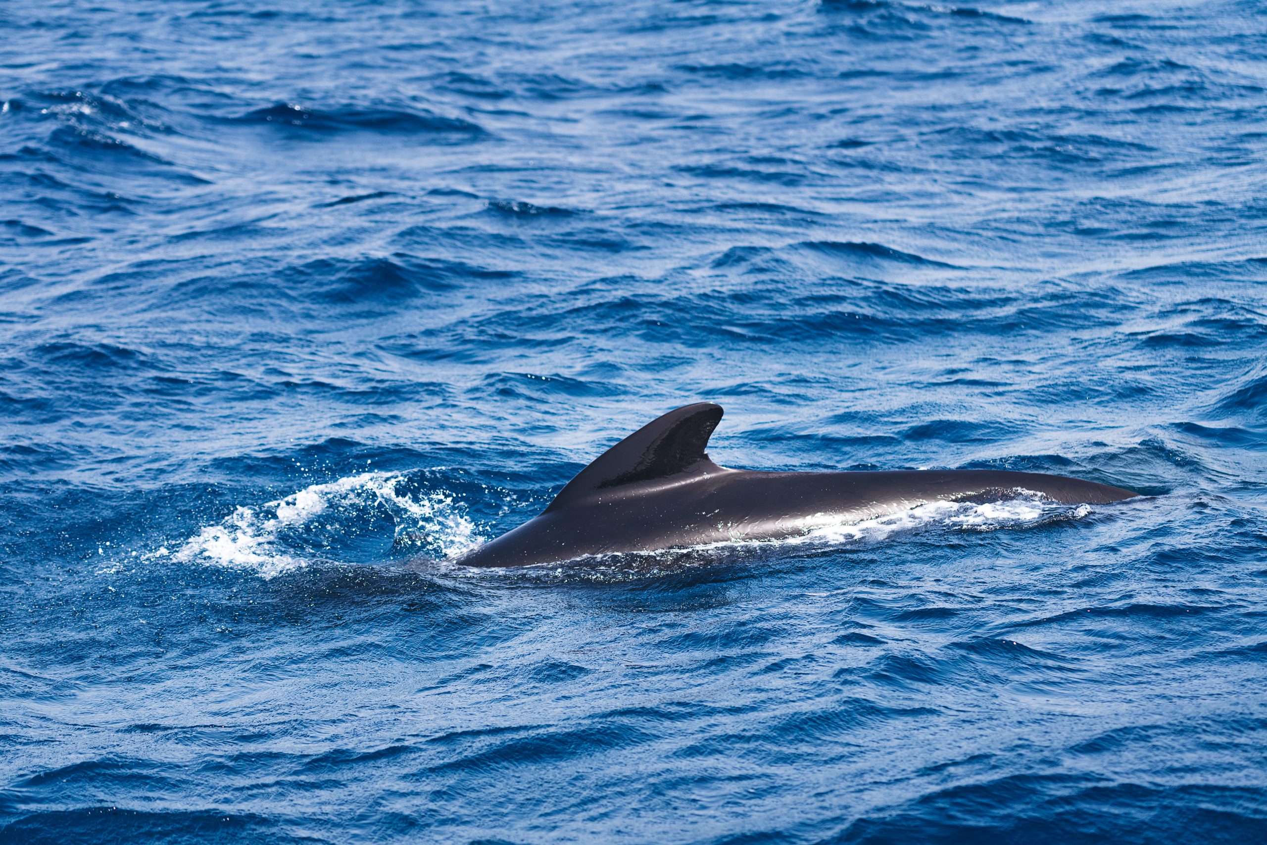 Whale & Dolphin Watching